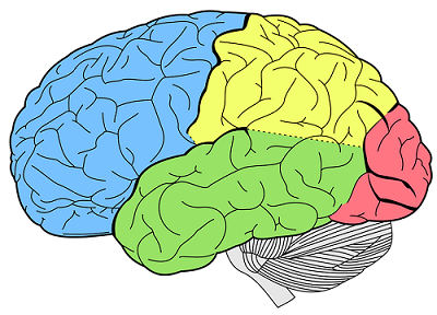 Brain Cognitive